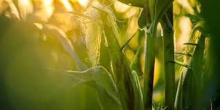 Expert Guide To Maize Farming In Kenya | 2023 Update