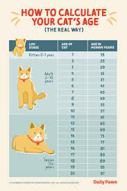 calculate your cat s age in human years