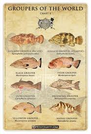 Snapper Identification Chart Related Keywords Suggestions