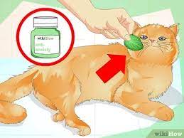 It's a natural habit that is hard to break once it has started. How To Prevent A Cat From Spraying 12 Steps With Pictures
