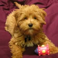 Are there any mini goldendoodle puppies for sale near me? Petite Mini Tiny Goldendoodle Puppies For Sale Goldenbelle Kennels