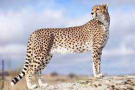fotografía cheetah 1 posters es