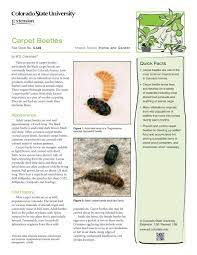 carpet beetles colorado state