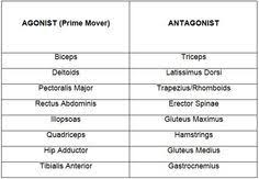 Agonist Antagonist Muscle Pairs Chart Google Search