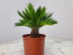 Sago Palm Tree Plant Live Tree Cycas