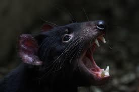 Image result for tasmanian devil