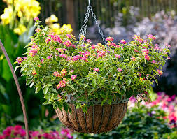 Types Of Hanging Basket Liners Garden