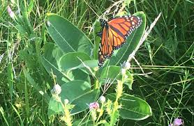 milkweed can help monarch erflies