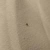 Bed bugs are a nightmare to hotel owners. 1