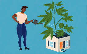How To Grow Marijuana Indoors For Beginners Leafly