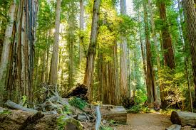 california redwood forests a guide to