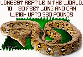 Shocking Facts About The Reticulated Python Worlds