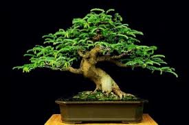 Image result for gambar bonsai