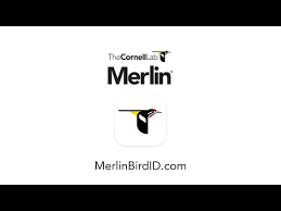 Take a picture of a of live bird with your phone and let the app figure out what type of bird it is. Merlin Bird Id By Cornell Lab Apps On Google Play