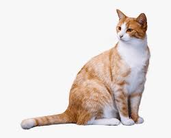 Image result for orange cat clipart