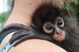 Reports on Returning spider monkeys to Belize's forests - GlobalGiving