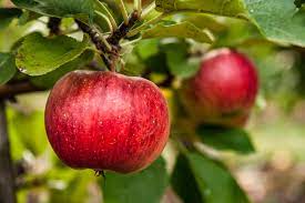 15 Apple Tree Varieties To Consider