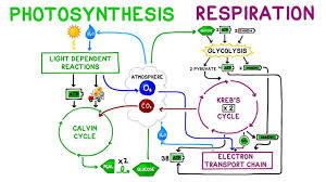 Photosynthesis Vs Cellular Respiration Comparison