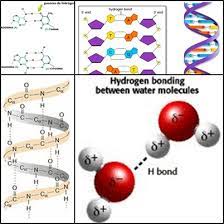 Enlaces por puente de hidrógeno en las biomoléculas | TODOesQUIMICA