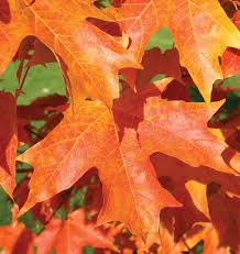 Image result for fall fiesta sugar maple