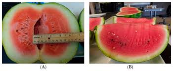 impact of grafting on watermelon fruit