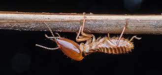doe more rain mean more termites