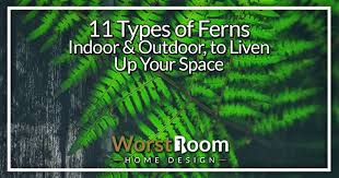 11 Types Of Ferns Indoor Outdoor To