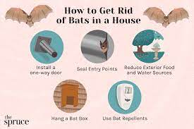 How to Get Rid of Bats in a House