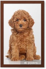 framed poster miniature poodle puppy