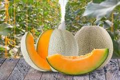 What is the best type of cantaloupe?