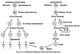 Spermatogenesis And Oogenesis Useful Notes With Diagram