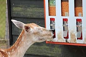 the best deer feeder nurture your