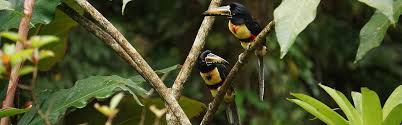 panama rainforest birding tour 2024