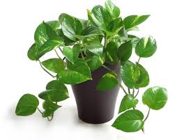 20 best plants for cleaning indoor air