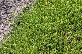 how to grow and care for rupturewort
