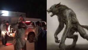 Werewolf, in european folklore, a man who turns into a wolf at night and devours animals, people, or corpses but returns to human form by day. Nz0qat6v H7mtm
