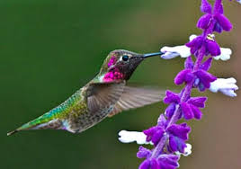 Hummingbird Garden Collection 6