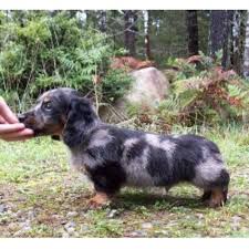 Find dachshund puppies for sale with pictures from reputable dachshund breeders. Lockhaven Miniature Dachshunds Dachshund Breeder In Herington Kansas