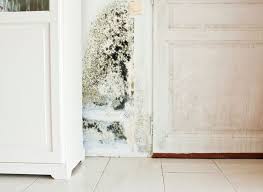 Four Types Of Mould To Look Out For In