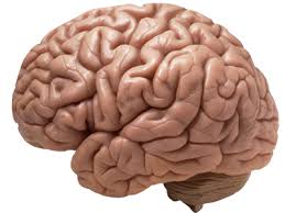 Image result for images of the human brain