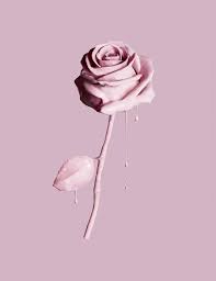 pastel aesthetic rose wallpapers on