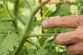try pruning to get larger tomatoes