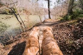 dog friendly trails in williamsburg va