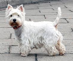 West Highland White Terrier Wikipedia