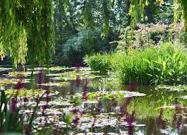Spectacular Waterlily Garden In Giverny