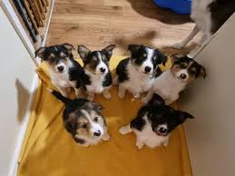 border collie dog breed ukpets