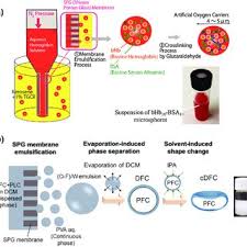oxygen carriers inspired by red blood cells