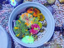 ultra maxi mini carpet anemones