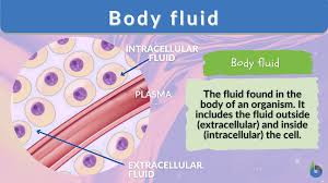 body fluid definition and exles