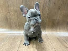 100% quarantee french buldog puppies for sale. French Bulldog Dog Male Bl 2635862 Petland Lancaster Ohio